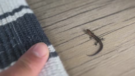 Tiny-gecko-lizard-stays-still-long-enough-to-give-finger-a-little-kiss-before-scuttling-off