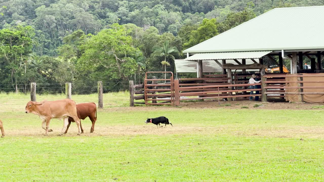 Border Collie skillfully herds cattle across grassy paddock under daylight at rural event
