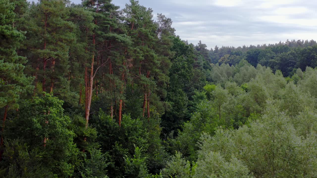 Nature background. Tall and short trees in the forest. Flight among the mixed trees in woodland. Beautiful tranquil scenery of summer wood.