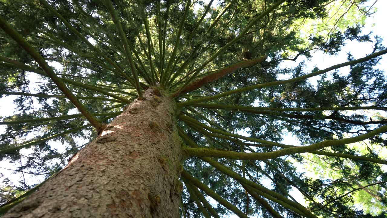 A large majestic tree with hanging branches and bark protecting the trunk