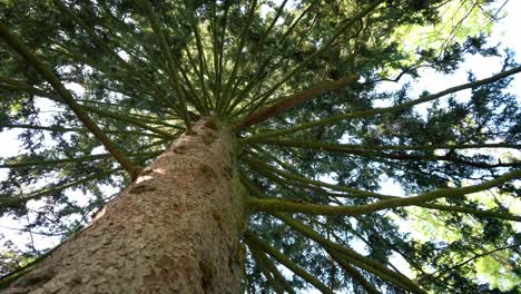 Un-Gran-árbol-Majestuoso-Con-Ramas-Colgantes-Y-Corteza-Protegiendo-El-Tronco