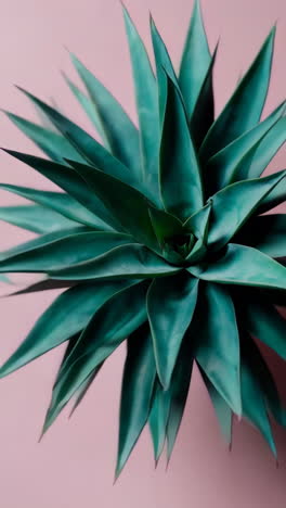close-up of teal agave plant