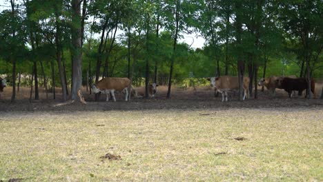 hungarian variegated cattle resting in shade of trees, right to left tracking