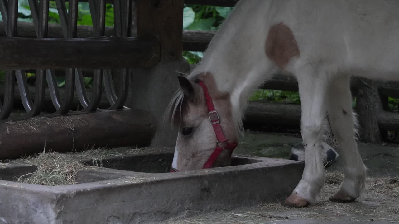 A little pony with red halter, eating dry hay from a concrete trough in the petting zoo, close up shot.