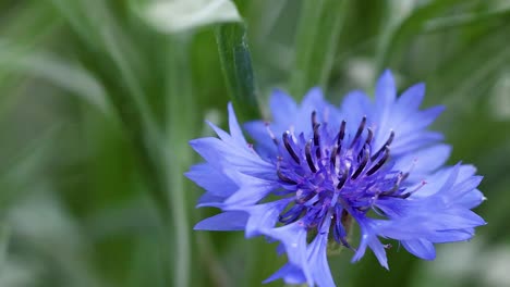 close-up of a cornflower in natural surroundings