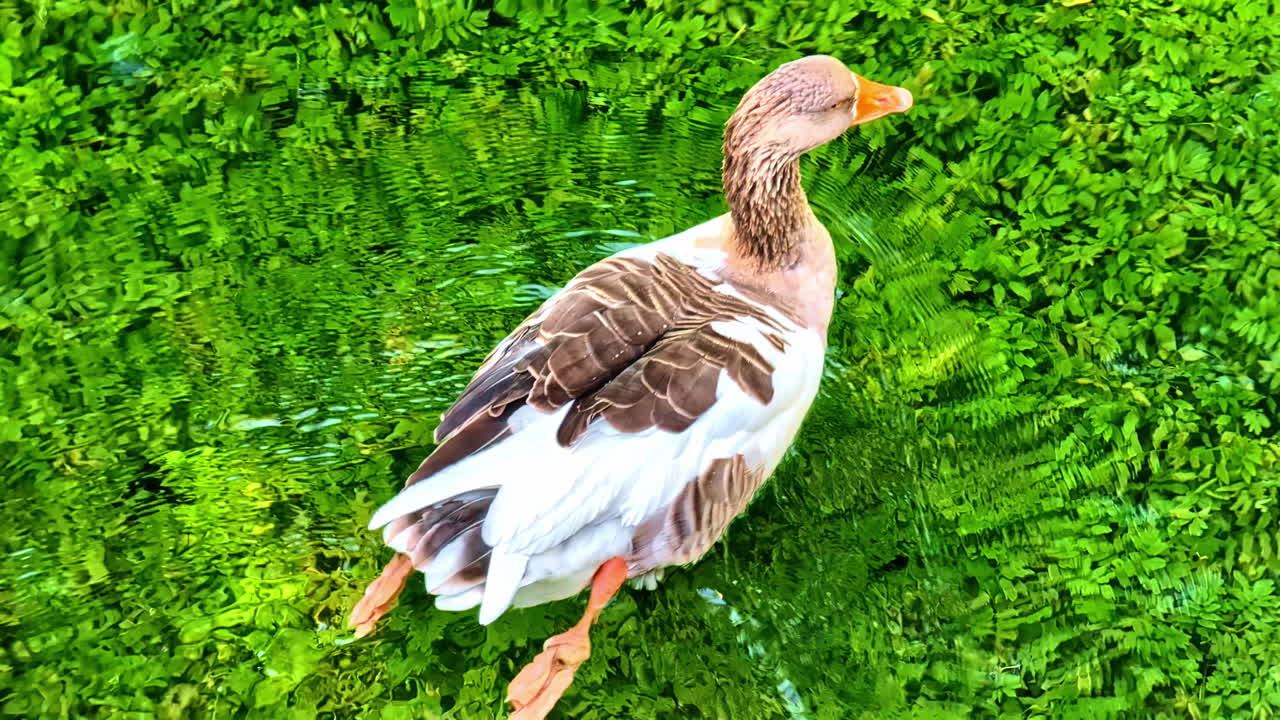 Domestic Goose Swimming On A Crystal Clear Pond Water. High Angle Shot