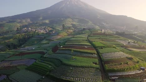 Camiones-Aéreos-De-Hermosas-Plantaciones-De-Vegetales-Y-Monte-Suming-En-El-Fondo---Día-Soleado-En-Java-Central,-Indonesia