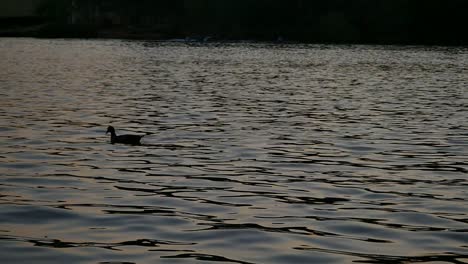 wide slow motion shot, silhouette of duck dipping beak in glistening dam water while swimming