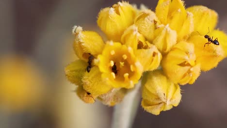 hormigas interactuando con flores amarillas en un jardín