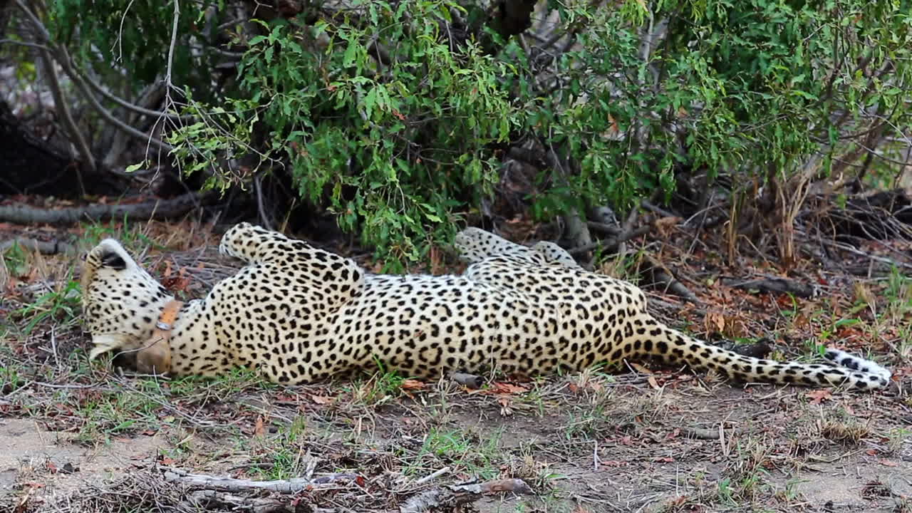 leopardo macho salvaje en áfrica con collar de rastreo en el suelo frotando la parte posterior de su cabeza