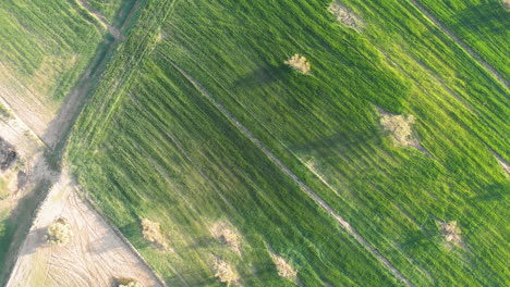 Luftaufnahme-Eines-Feldes-Mit-Grün-Sprießender-Jungvegetation-Und-Gelber-Ungrüner-Feldoberfläche,-Abstrakter-Eindruck