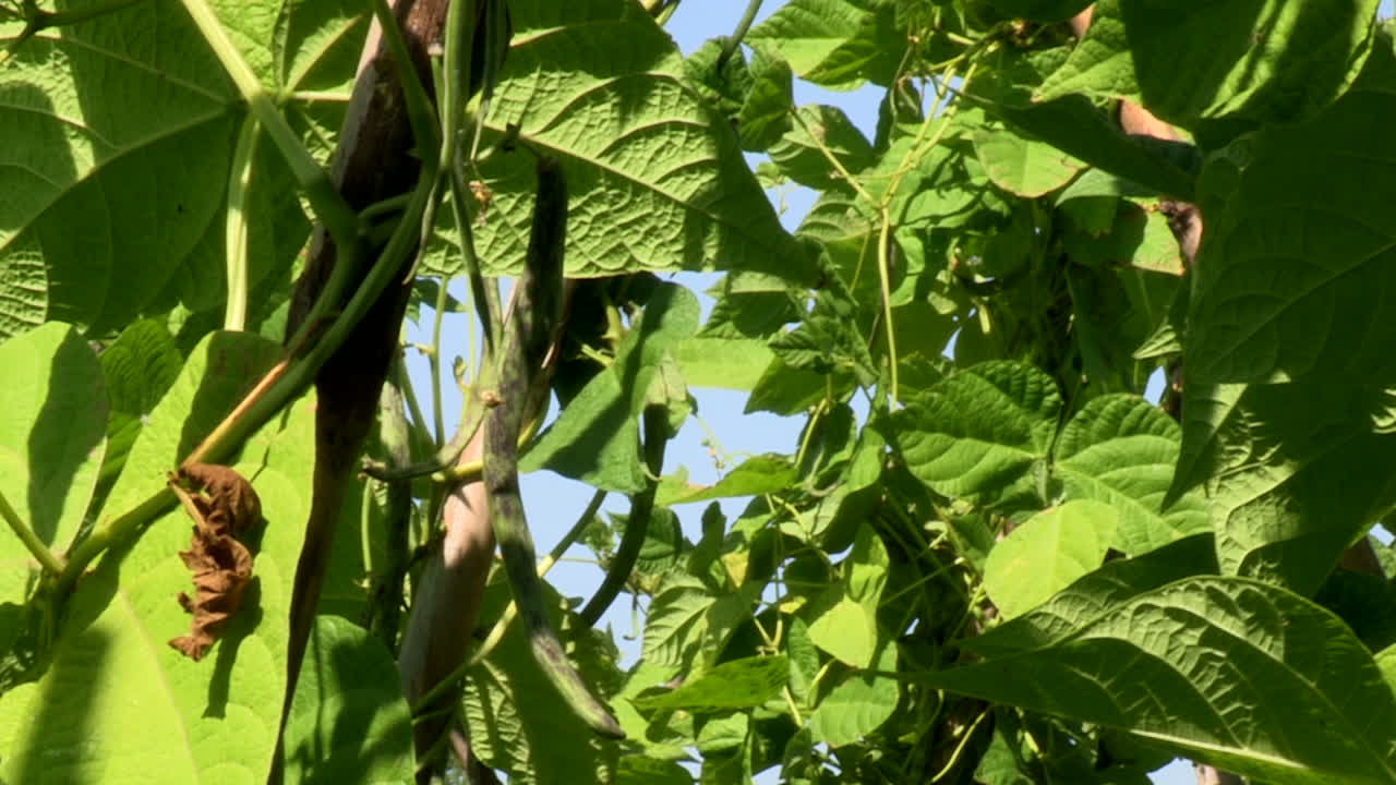 follaje de judías verdes y bayas colgando entre los palos en el huerto