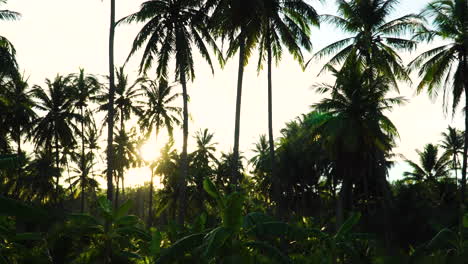 Vista-Panorámica-De-Las-Palmeras-De-Coco-Bajo-El-Sol-Tomadas-De-Cardán