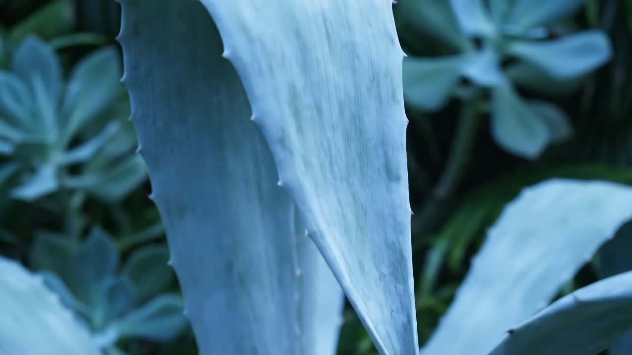 Close-up of Agave Plant