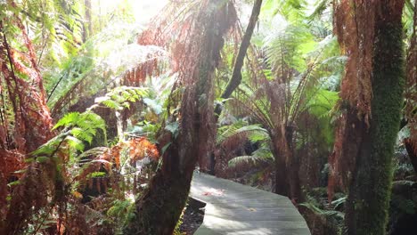 a peaceful walk through lush rainforest