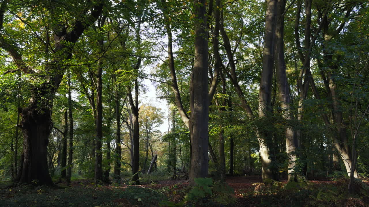 los árboles en un bosque inglés comienzan a mostrar sus colores de otoño, worcestershire, inglaterra