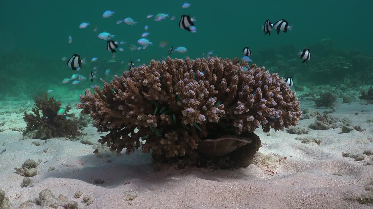 Small coral block on sandy reef floor with blue damsel fishes, wide angle shot.