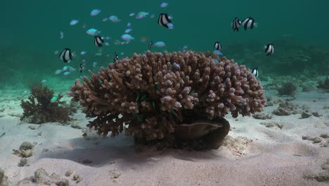 small coral block on sandy reef floor with blue damsel fishes, wide angle shot.