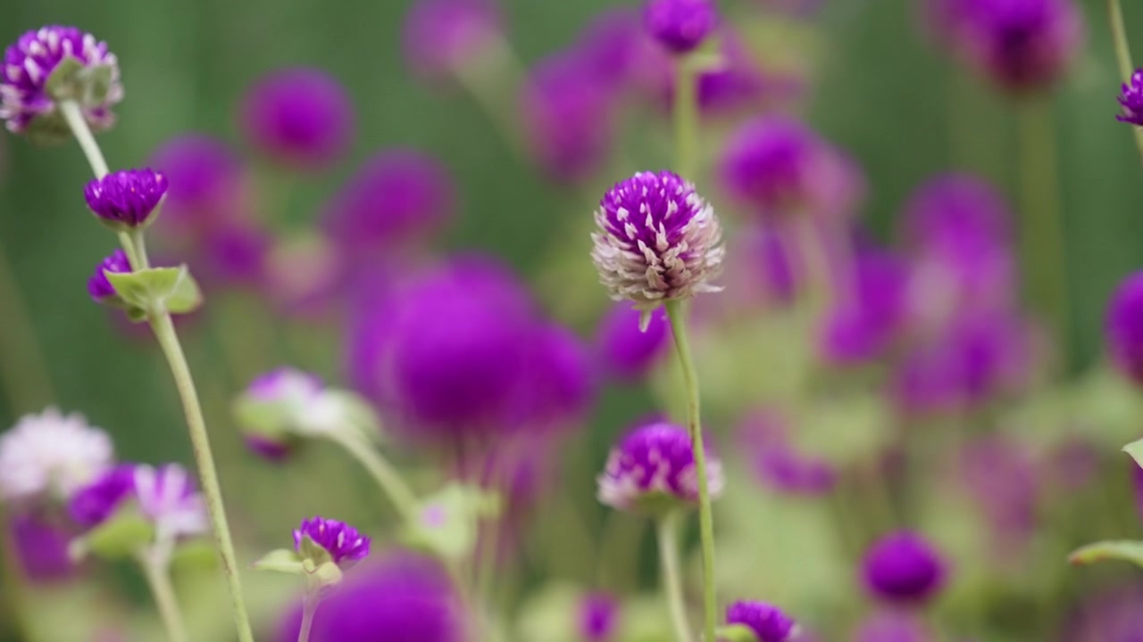 Tampilan dekat Bunga Globe Amaranth Ungu Cerah di Taman