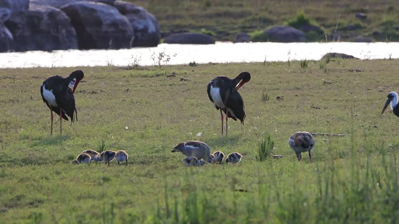 Storks and Chicks in a Natural Habitat