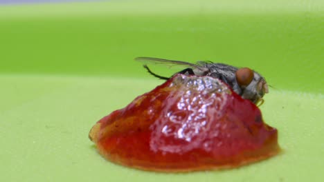 fly sucking jam micro lens closeup view