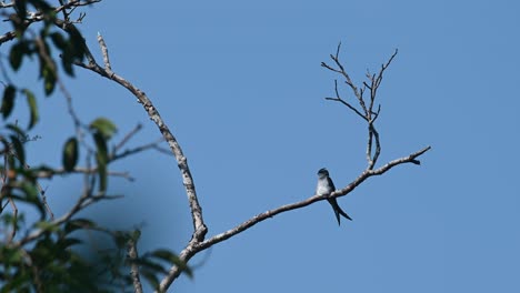 Seen-looking-towards-the-back-and-around-spying-for-some-insects-to-be-eaten,-Grey-rumped-Treeswift-Hemiprocne-longipennis,-Kaeng-Krachan-National-Park,-Thailand