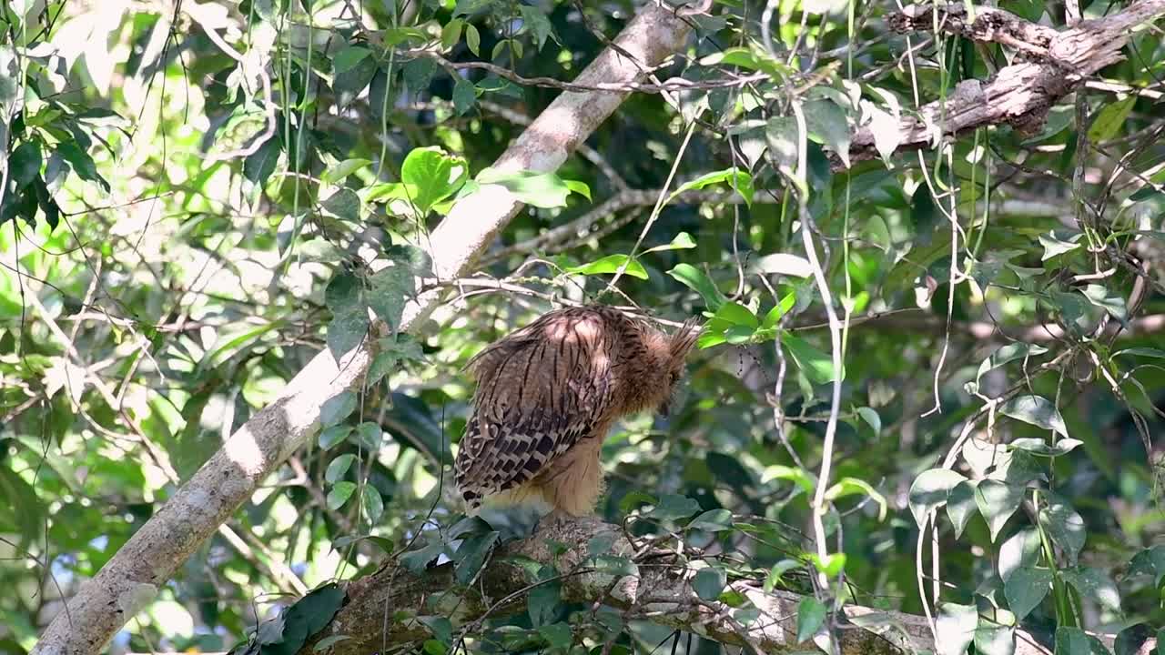 부엉이는 큰 부엉이이지만 4마리의 부엉이 중 가장 작다.