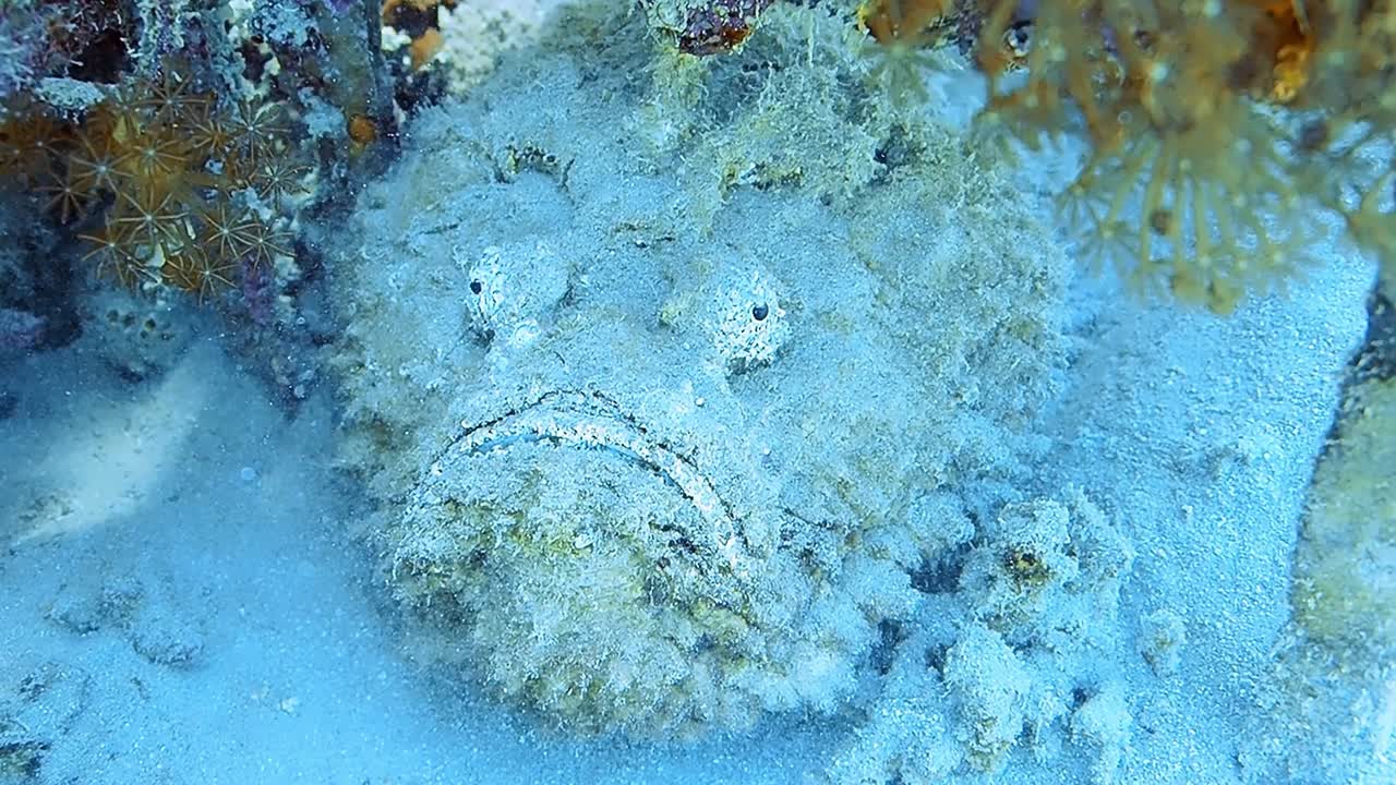 큰 물고기는 열대 해저에서 거의 완벽하게 위장됩니다.