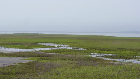 4k static shot of birds in a bay field with tall grass