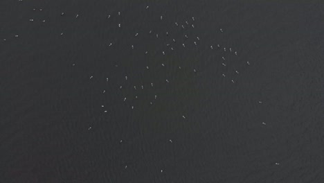 High-aerial-view-of-a-big-flock-of-birds-in-a-lake