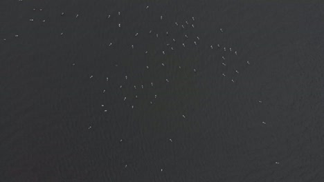 alta vista aérea de una gran bandada de aves en un lago