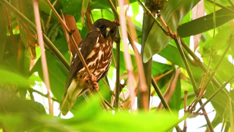 Boobook,-Ninox-Scutulata,-Eine-Jugendliche-Eule,-Die-Tief-In-Den-Bambuszweigen-Rastet-Und-Geht