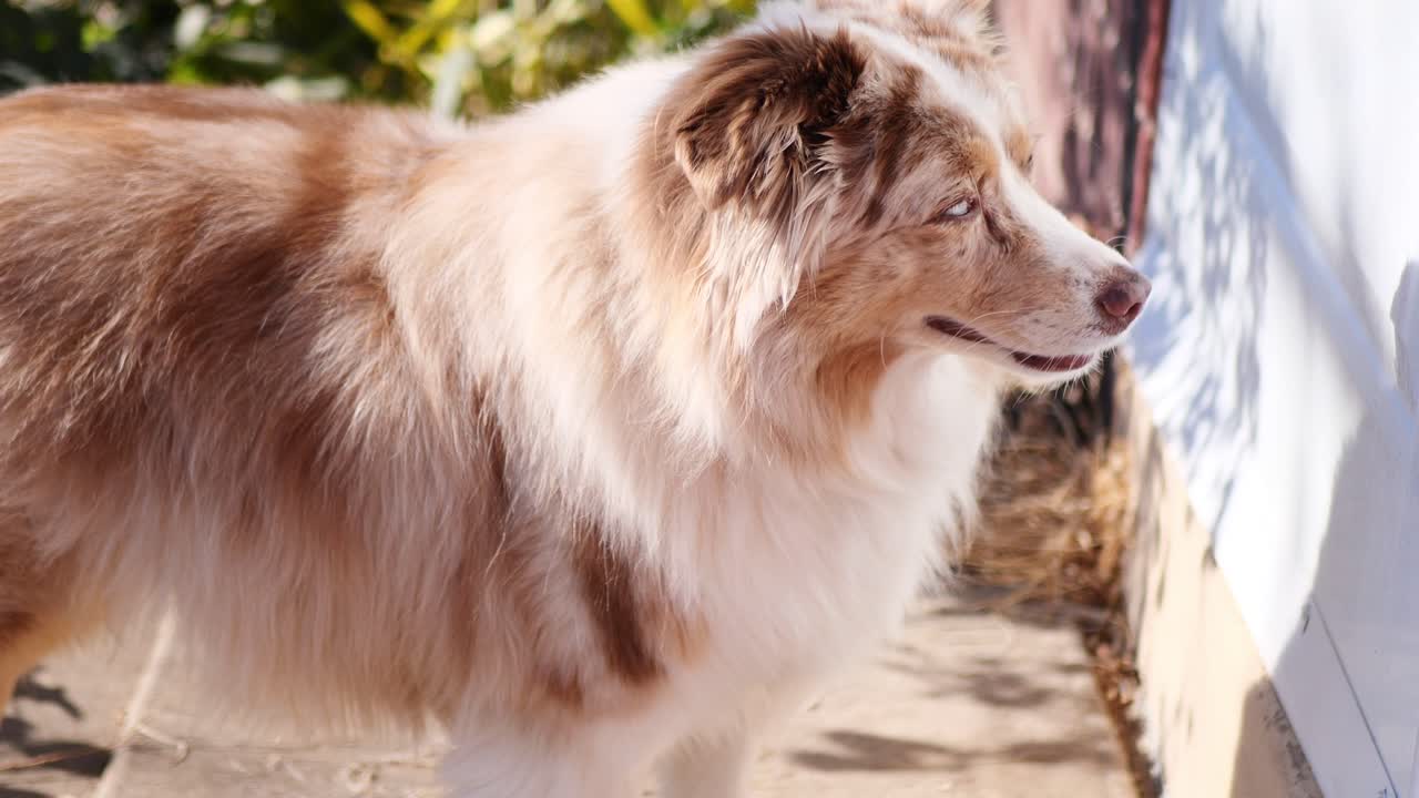 cachorro de pastor australiano marrón y blanco mirando la puerta blanca en la pared de ladrillo rojo, y girando la cabeza de lado a lado como si escuchara algo desde adentro, luego mirando a la cámara