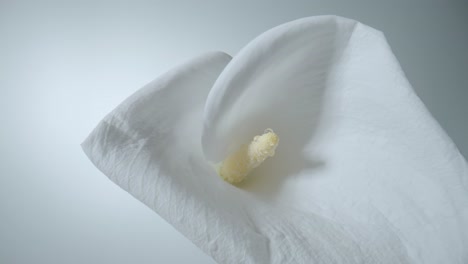 close-up of a white calla lily