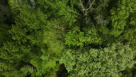 Holzwege-Durch-Den-Wald-Im-Big-Cypress-Tree-State-Park-Im-Weakley-County,-Tennessee,-Usa