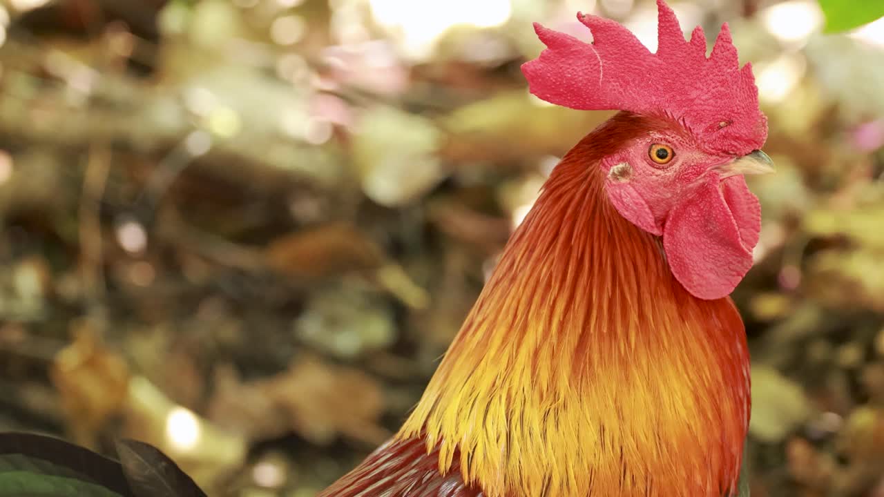 A colorful rooster moves through a sunlit forest in Phuket, Thailand, showcasing its vivid plumage and natural surroundings