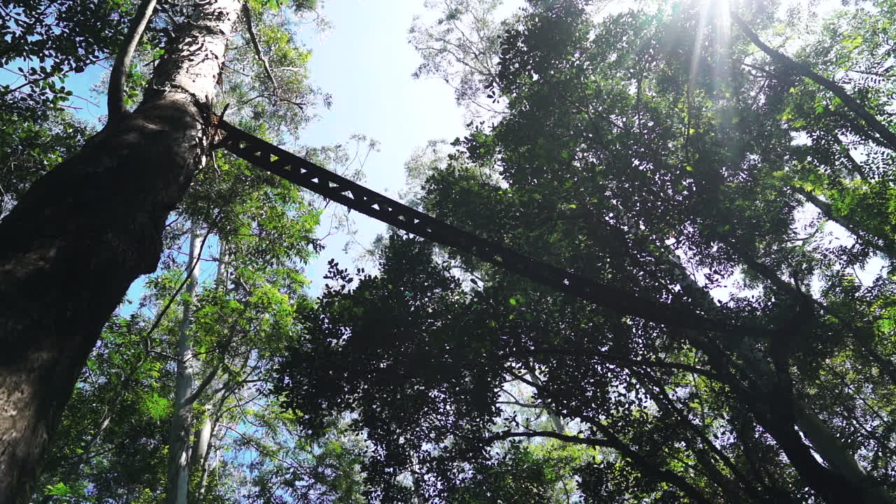 A wide shot of a Canopy bridge of rubberized canvas installed across the road in the Puthuthottam rainforest, Valparai