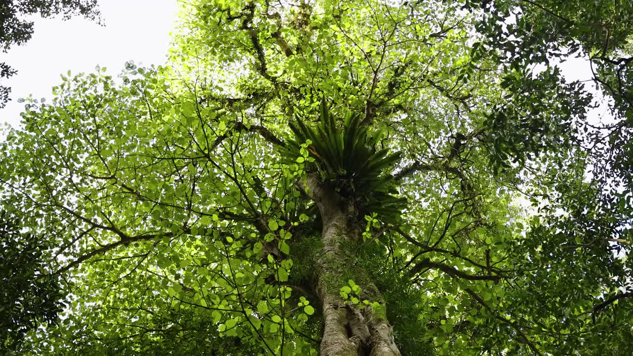 A serene view of a vibrant green forest canopy with sunlight filtering through leaves in Dorrigo, NSW