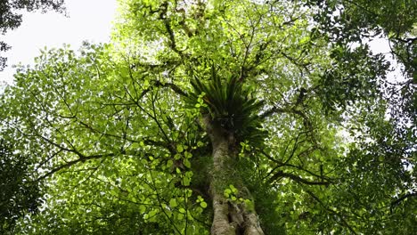 a serene view of a vibrant green forest canopy with sunlight filtering through leaves in dorrigo, nsw