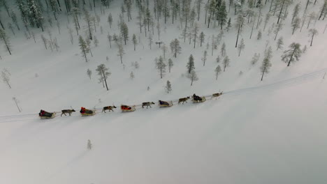 bird's eye view of reindeers pulling people on sleigh at winter in muonio, finland