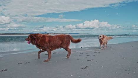 A-Labrador-and-golden-retriever-walking-on-a-beautiful-beach