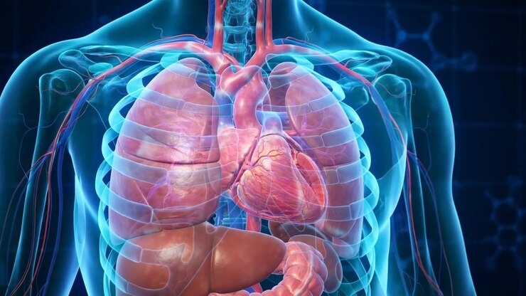 Heart In Profile Animation, Heart Valves Moving In Chest