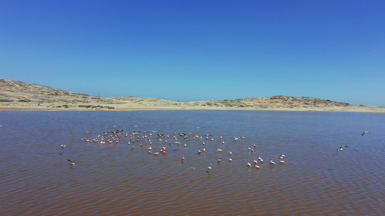 Aerial footage of a flock of flamingos taking off from a shallow lake near Lüderitz, Namibia. A synchronized movement in a remote desert landscape