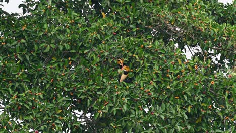 two great hornbills, buceros bicornis