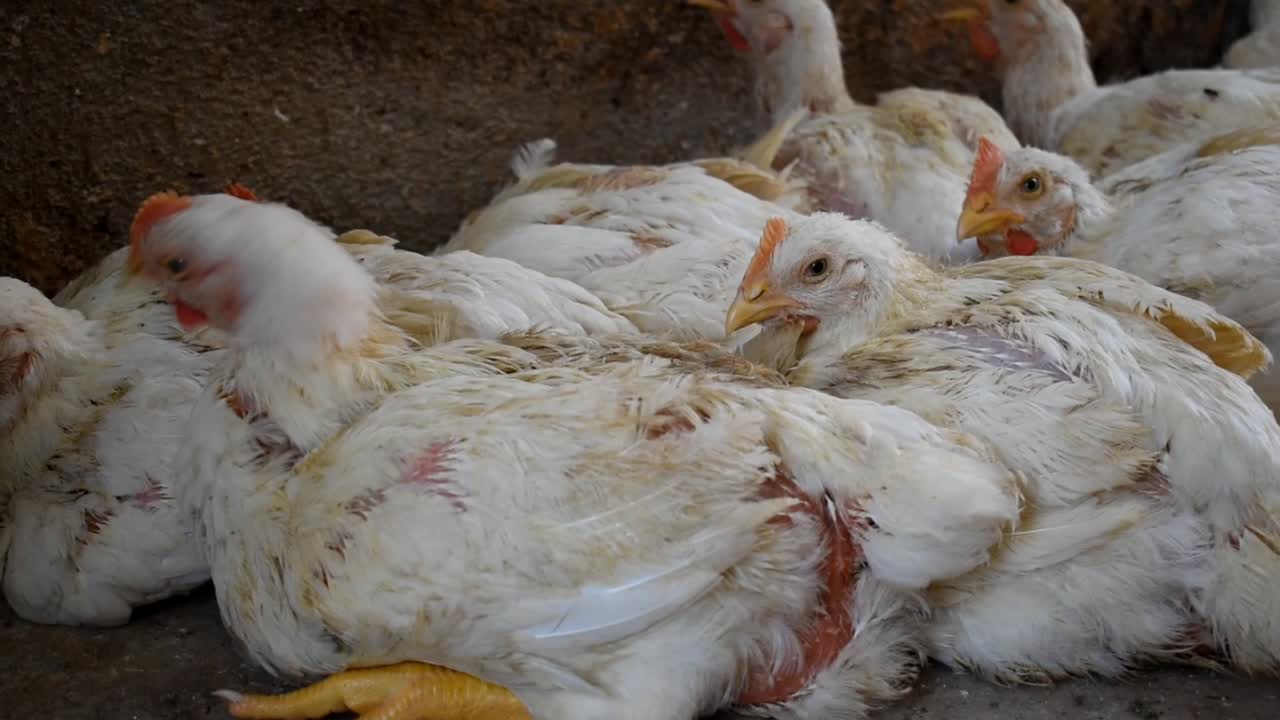 granja avícola con pollo para la producción de carne y huevos - primer plano