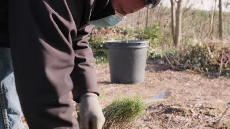 Side-View-Of-A-Gardener-In-Mask-Digs-And-Plant-Thyme-In-The-Woods-On-A-Sunny-Winter-Day---Close-Up,-Slow-Motion