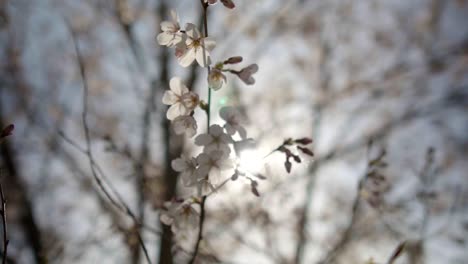 在慢动作中拍摄<unk>桃树的花朵