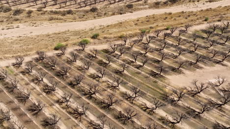 drone cinématographique d'un verger de noix de pécan, incliné vers le haut