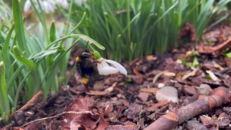 bumblebee hanging and pollinating on lily flower in sunlight