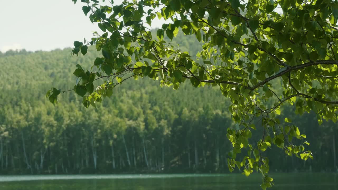 평온한 호수변 풍경